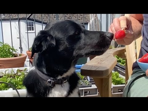 वीडियो: पतझड़ में स्ट्रॉबेरी कैसे और क्या खिलाएं? छंटाई के बाद कैसे खिलाएं? अच्छी फसल होने के लिए खाद कैसे डालें? रोपण करते समय शरद ऋतु खिलाना