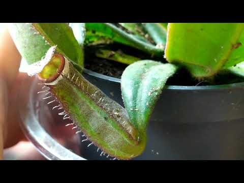 Непентес "Белоокаймленный". Nepenthes "Albomarginata". Сортовые особенности, содержание, пересадка.