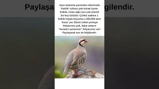 🐦 Keklikler Olmazsa Keneler Artar 🐦