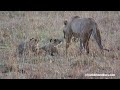 Lioness Dunia and her 4 cubs&#39; enchanting walk through the Mara at sunrise