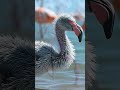 Did You Know? 🦩 Flamingos Aren’t Born Pink! | Amazing Animal Fact #shorts #didyouknow #animalfacts