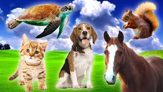Cute Little Animals - Dog, Cat, Horse, Turtle, Squirrel - Animal Moments