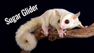 Beyond Cute: Amazing Facts About Sugar Gliders by Nature's Creatures 1,748 views 9 months ago 3 minutes, 17 seconds