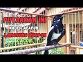 PANCINGAN KACER GACOR AMPUH LANGSUNG EMOSI | COCOK UNTUK KACER BAHAN AGAR CEPAT GACOR DAN BUKA EKOR