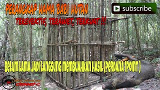 PERANGKAP HAMA BABI HUTAN //  BARU JADI LANGSUNG MEMBUAHKAN HASIL