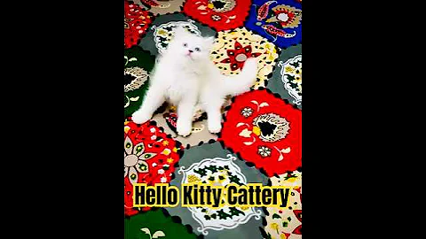 Watch the video about Persian cat market Kolkata #love #cat #catlover #catshorts #catvideos