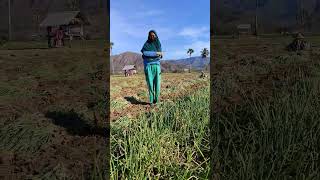 Panen Raya Bawang Merah Bima Bulan 9