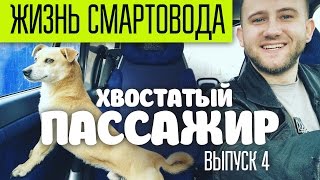 VLOG: Жизнь смартовода / Хвостатый пассажир