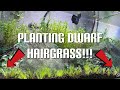 Planting Dwarf Hairgrass! *Prepping & Planting Tissue Cultures* (Eleocharis Parvula)