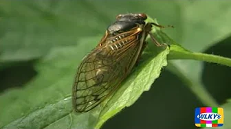 ARCHIVES: Do you remember the cicada songs of 2004 in Louisville? ARCHIVES: Do you remember the cicada songs of 2004 in Louisville?