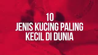 Sungguh Nyata  10 Jenis Kucing Paling Kecil Di Dunia