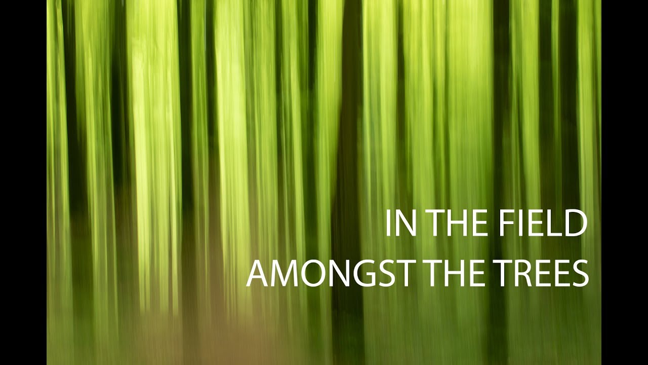 Landscape Photography | Mullaghmeen Forest