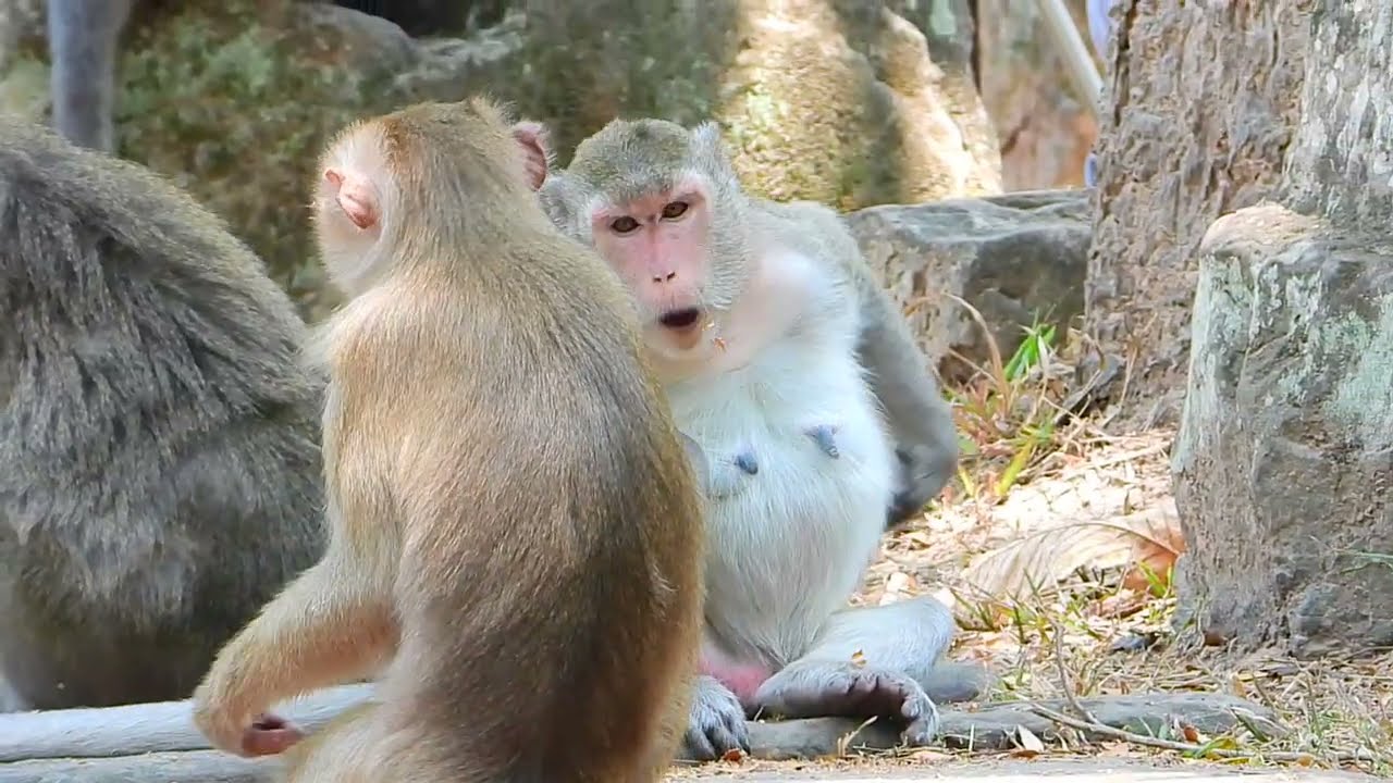 Monkey Froest Action monkeys in forest (EP52)#reels #Animals Daily SR