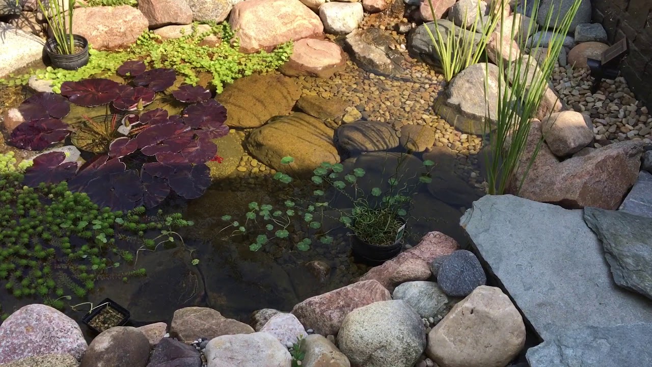 Pond Update - Lush Plant Growth