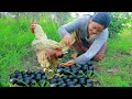 Women Catch Chicken egg and Snake in forest - Cooking Chicken delicious HD