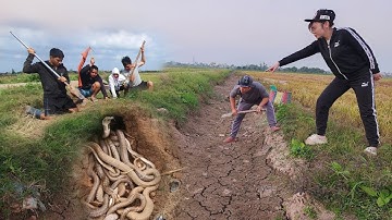 Cuộc Gọi Khẩn Cấp Từ Cô Gái Khi Đang Làm Đồng Nhìn Thấy Rắn Hổ Mang Chúa Khủng Vào Hang Chuột