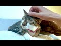 マッサージを気持ちよさそうに受ける猫たちが可愛い。