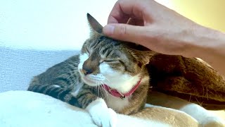 マッサージを気持ちよさそうに受ける猫たちが可愛い。 by ねおの保護猫。 6,248 views 2 years ago 4 minutes, 58 seconds