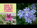 Pruning, planting & caring for clematis | Great garden vines | The Impatient Gardener