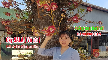 Cây Sala ( Vô Ưu ), Sala Tree , 3 công dụng cự kì hửu ích cho mọi người | Nhat ky 365