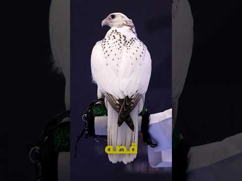اغلى صقر في ابو ظبي
