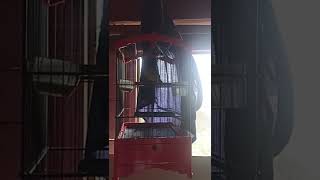 Masteran Sirtu  Cipow Roll Tembak Volume Tembus rjk