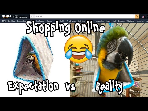 Expectations vs Reality Shopping for Parrot Supplies Online