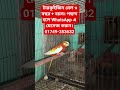 টারকুইজিন মেল ৩ বছর + বয়স। পছন্দ হলে WhatsApp এ মেসেজ করুন।01749-353632