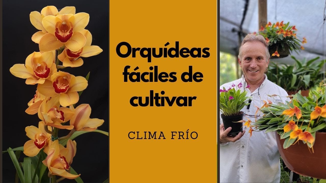 Orquídeas fáciles de cultivar en clima frío