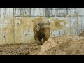69歳のアジアゾウ「アヌーラ」の泥浴び