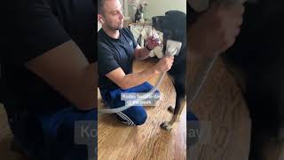 Top dog care tips for shedding season #germanshepherd #gsd #petgrooming