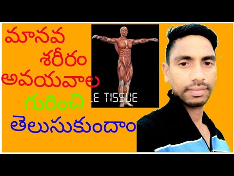 Main functions of human body in Telugu - YouTube