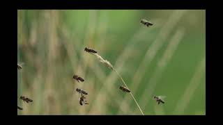 Little House on the Prairie  Chapter 26 Audiobook  Laura Ingalls Wilder  Mr  Stuff N Such