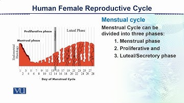 Human Female Reproductive Cycle | Animal Form & Function 2 (Theory) | ZOO517T_Topic147