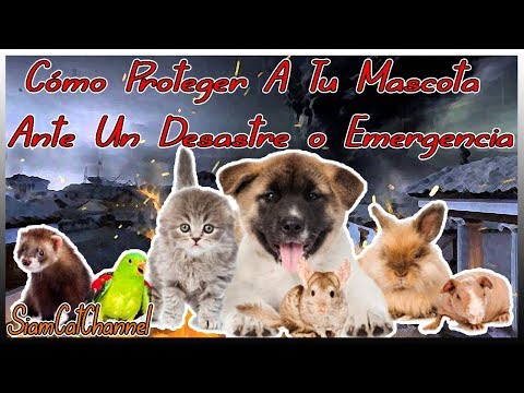 Video: Consejos de planificación de emergencia para mantener a su mascota segura durante una crisis o desastre natural