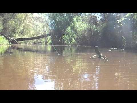 fly-fishing-for-smallmouth-bass-in-a-small-stream,-cape-town,-rsa