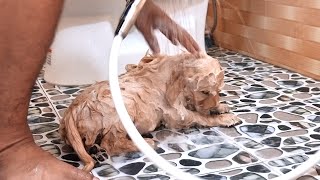 Golden Retriever Loves Bath Time!