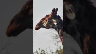 No Thoughts. Just Giraffe. 😂