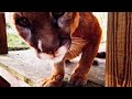 COUGAR DESTROYS ENRICHMENT!! (AWESOME) - Big Cat Rescue