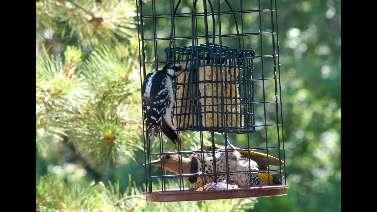 Cape Cod bird feeder Woodpeckers (turn on HD) YouTube