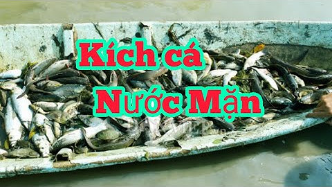kichca , máy kích cá điện tử nước mặn chát tới lợ , kích cá rô phi  , 0362921480