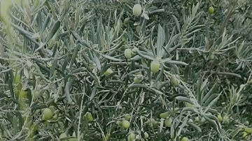 Green Olive Tree Blown By The Wind In Greece