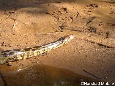 Indian Rock Python