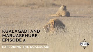 Kgalagadi and Mabuasehube: Episode 5 - Exploring the Kgalagadi