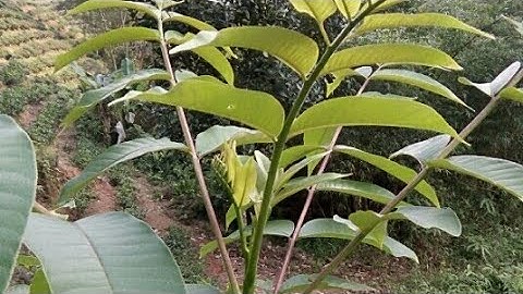 Sự thật về cây mắc khén-cách nhận biết (hạt tiêu rừng)/Cuộc sống vùng núi