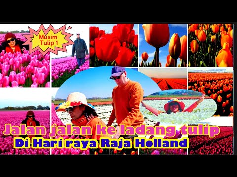 Video: Tulip Di Padang Terbuka. Bahagian 1