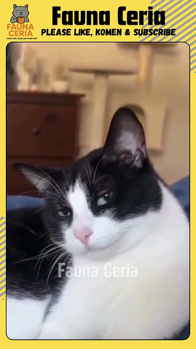 Bikin Ngakak! lirikan kucing ini bikin jatuh cinta.😂 #cat  #trending  #kucinganggoralucudanimut
