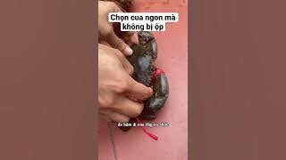 Cách chọn cua ngon không bị ộp #haisanbacbo #sorts