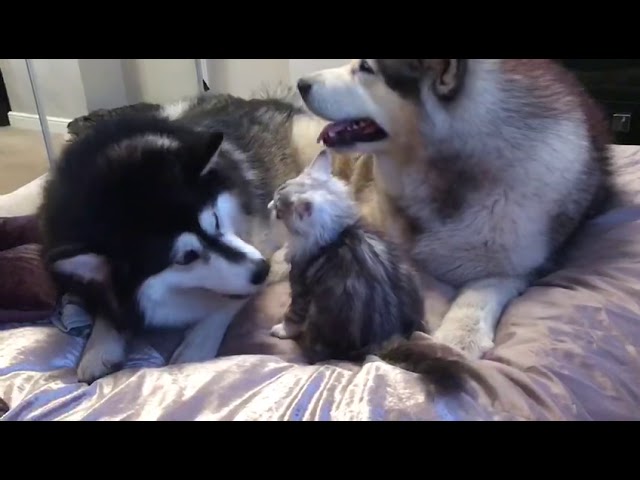 Is this the ultimate dog v cat battle??