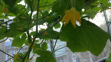 Xin giúp đỡ - dưa leo không đậu trái